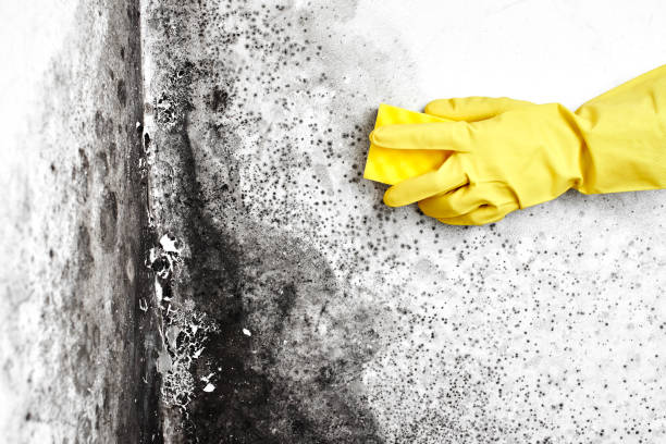 Best Same-Day Mold Removal  in Hellertown, PA