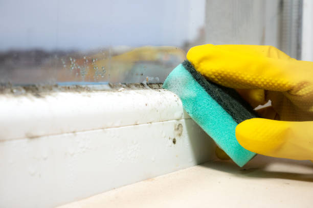 Best Mold Removal Near Me  in Hellertown, PA