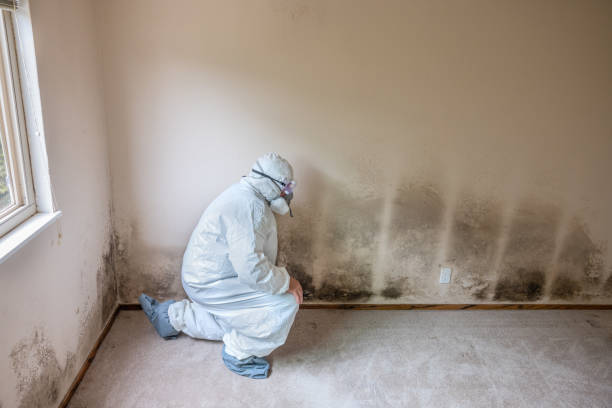 Best Local Mold Removal Service  in Hellertown, PA