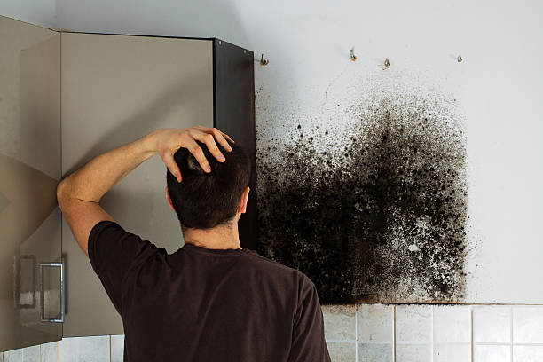Best Mold Damage Repair  in Hellertown, PA